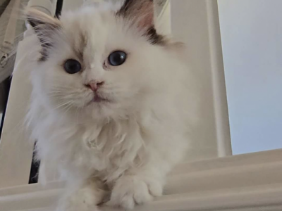 Paige - Ragdoll - Gallery Photo #1