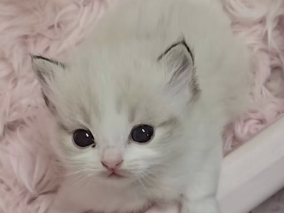 Xiaobao Seal Lynx Bicolor - Ragdoll - Gallery Photo #1