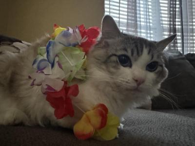 Lulu - Ragdoll - Gallery Photo #1