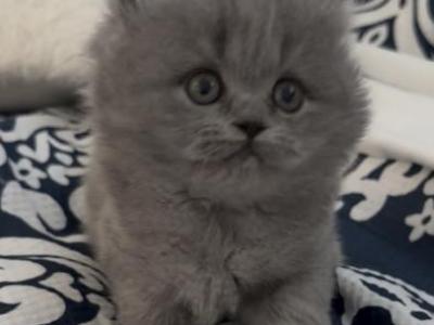 British Longhair Blue Female - British Shorthair - Gallery Photo #1