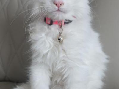 Female Maine Coon Kitten - Maine Coon - Gallery Photo #1