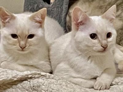 Awesome Flame Point Twin Sisters - Balinese - Gallery Photo #1