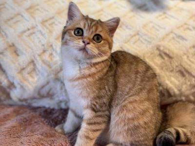Krapa - British Shorthair - Gallery Photo #1