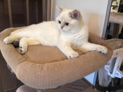 Jorik - British Shorthair - Gallery Photo #1