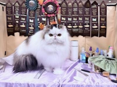 Tanze - Persian - Gallery Photo #1