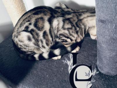 Sliver And Brown Litter - Bengal - Gallery Photo #1