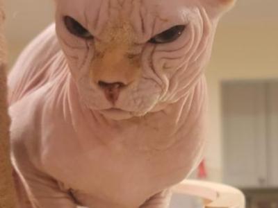 Bruno - Sphynx - Gallery Photo #1