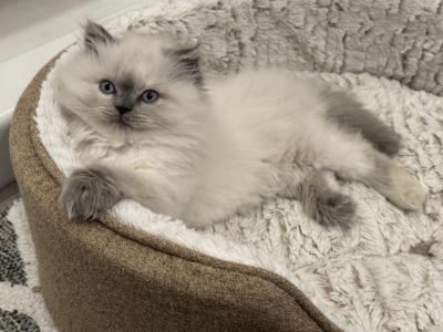 Snowy - British Shorthair - Gallery Photo #1