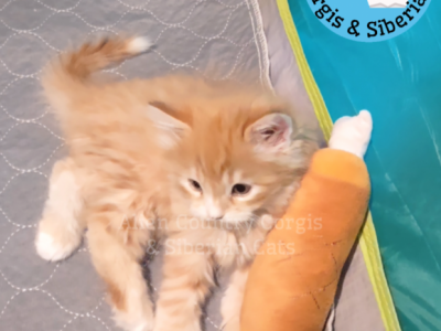 ADOPTED Pikachu Of The Pokemon Diamond Litter - Siberian - Gallery Photo #1