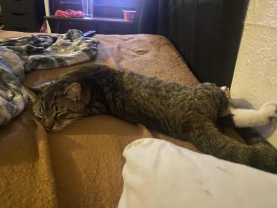 Beebo - Domestic - Gallery Photo #1