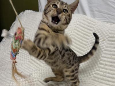 F6 SAVANNAH KITTEN'S - Savannah - Gallery Photo #1