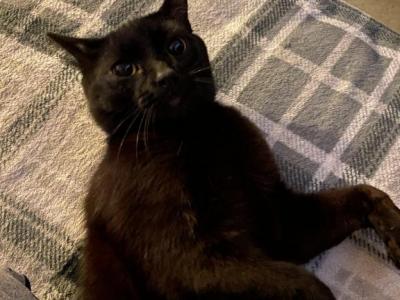 Toothless - Domestic - Gallery Photo #1