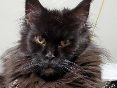 Kekoa - Maine Coon - Gallery Photo #1