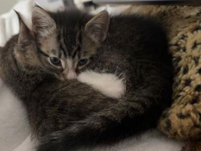 Beary - Domestic - Gallery Photo #1