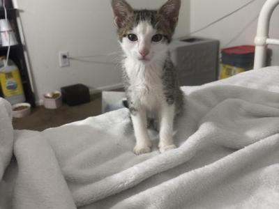 Dobbie - Domestic - Gallery Photo #1