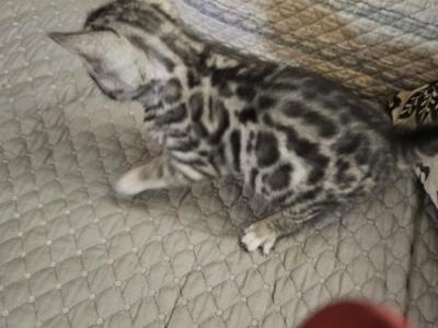Beautiful Healthy Bengal Babies - Bengal - Gallery Photo #1