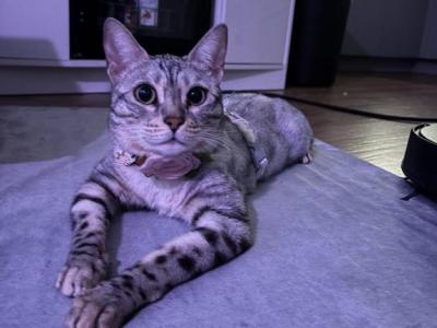 Jasmine - Bengal - Gallery Photo #1
