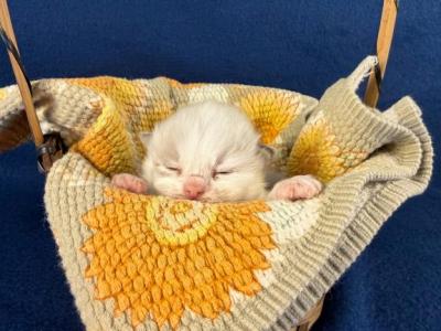 Ragdolls June's Babies - Ragdoll - Gallery Photo #1