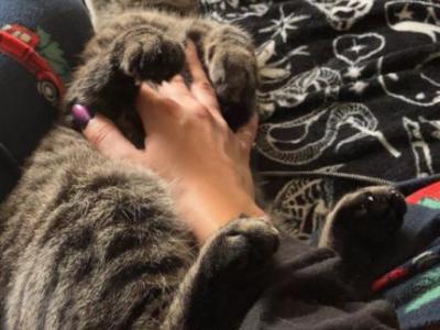 Nimi - American Shorthair - Gallery Photo #1