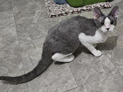Oreo - Devon Rex - Gallery Photo #1