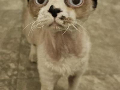 Redford - Devon Rex - Gallery Photo #1