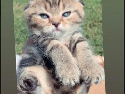 Scottish Folds - Scottish Straight - Gallery Photo #1