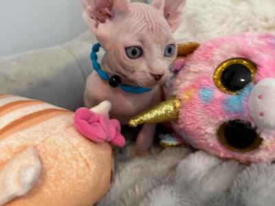 Atlas - Sphynx - Gallery Photo #1