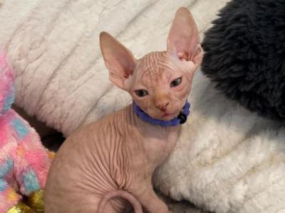 Milo - Sphynx - Gallery Photo #1