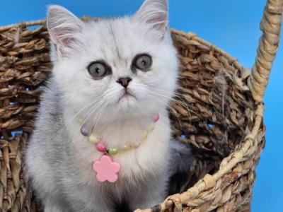 Kai - Persian - Gallery Photo #1