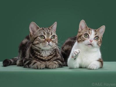 Sweet Bundle - American Shorthair - Gallery Photo #1