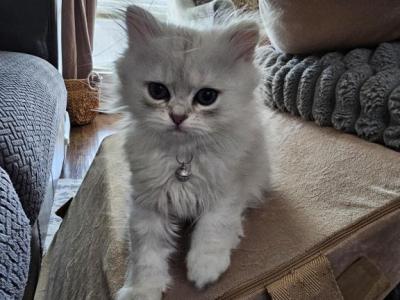 Dollface Persians - Persian - Gallery Photo #1