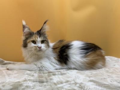 Female Maine Coon - Maine Coon - Gallery Photo #1