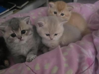 Coppers Babies - Scottish Straight - Gallery Photo #1