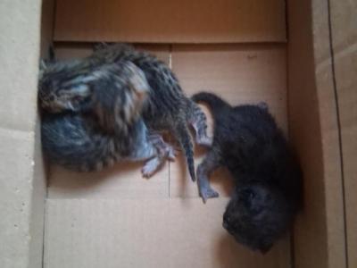 Bailey's Litter - Bengal - Gallery Photo #1