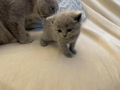 Kitten 2 - Scottish Straight - Gallery Photo #1