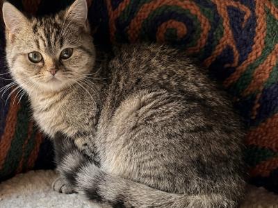 Skyler - Scottish Straight - Gallery Photo #1