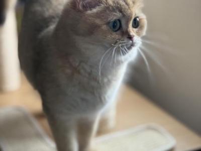 Roxy - Scottish Straight - Gallery Photo #1