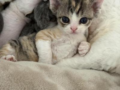 Blossom - Devon Rex - Gallery Photo #1