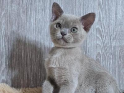 Rafaela - Burmese - Gallery Photo #1