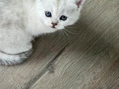 Crystals - British Shorthair - Gallery Photo #1