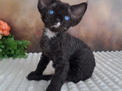 Chip - Devon Rex - Gallery Photo #1