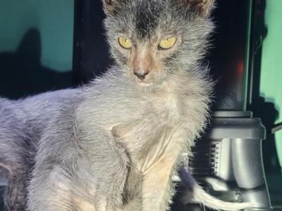 Lykoi Kittens - Lykoi - Gallery Photo #1