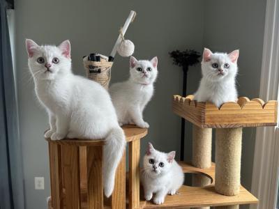 Silver British Shorthair - British Shorthair - Gallery Photo #1