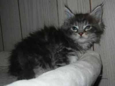 Pixie's Kittens - Maine Coon - Gallery Photo #1