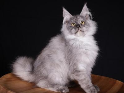 Camilla Maine Coon Black Tortie Female - Maine Coon - Gallery Photo #1