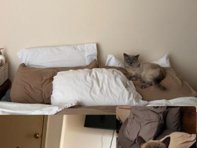 Cricket - British Shorthair - Gallery Photo #1