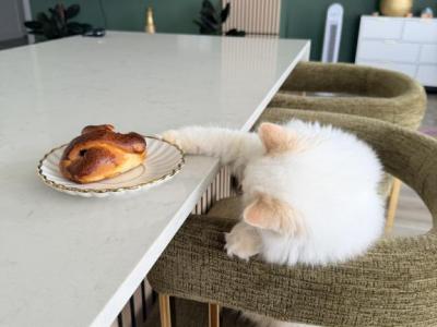 Adorable Ragdoll Kitten - Ragdoll - Gallery Photo #1