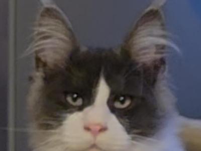 Sky - Maine Coon - Gallery Photo #1