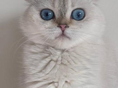 Scottish Cat Female - Scottish Straight - Gallery Photo #1