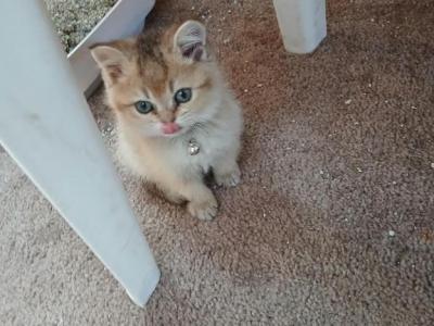 Fleetwood - Scottish Straight - Gallery Photo #1